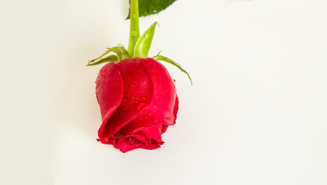 Crimson,fresh rose bud on white surface with copy space,above view