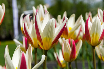 Beautiful  tulips of the Johann Strauss  species