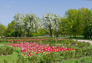Blossoming pears in the park