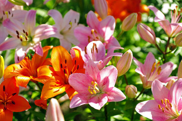 Beautiful colorful blooming lilies