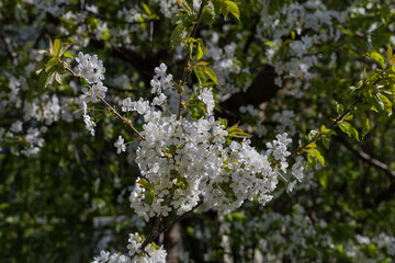 Branch of flowering cherry tree on a blurred background