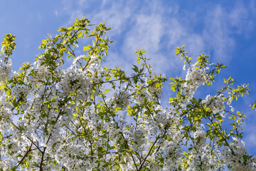 Branches of flowering cherry tree on a background of sky