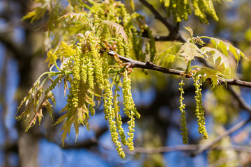 Branch of red oak with catkins and young leaves
