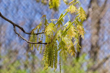 Branch of red oak with catkins and young leaves