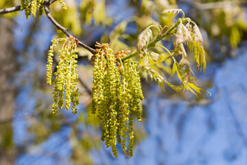 Naklejka premium Branch of red oak with catkins and young leaves