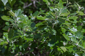 Branches of white poplar with young leaves, close-up