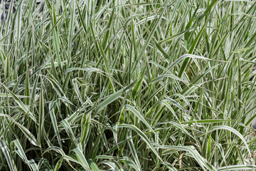 Striped foliage of the ornamental sedge Carex morrowii variety, background
