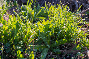 High grass and other wild plants covered with morning dew