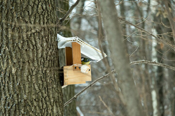 Bird feeder on the trunk of an old tree in the winter forest
