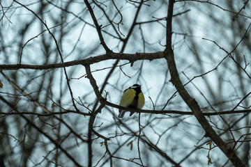 A tit in the winter forest sits on a branch. Tit in its natural habitat