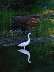 Great white heron in water looking for food