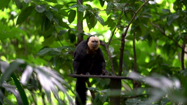 White-faced saki on a tree, a species of the New World saki monkey