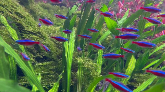 School of Neon Tetra fishes in an aquarium with green leaves