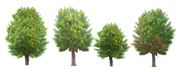 Beautiful trees in Thailand's tropical rainforest on white background with clipping path
