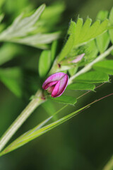 Obraz premium canavalia rosea pink flower macro