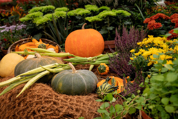 Harvested pumpkins on farmer autumn fair