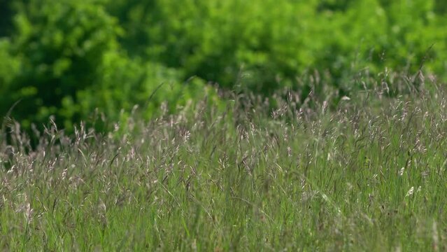 Splendor in the Grass on Wind - (4K)