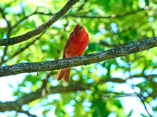 Summer Tanagers male red bird warbler