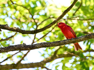 Summer Tanagers male red bird warbler