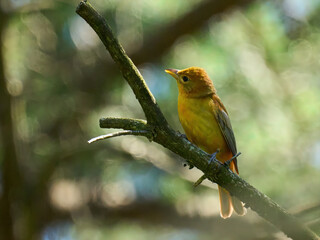 Summer Tanagers female yellow bird warbler
