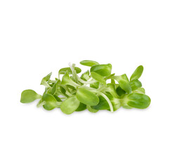 Fresh green young sunflower sprouts isolated on white background