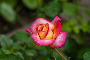 Beautiful Double Delight rose flower on blurred dark green background. Selective focus. Rose petals are covered with rain drops Close-up. Concept of nature for design.