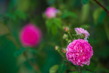 Close up Pink Damask Rose flower with blur background.