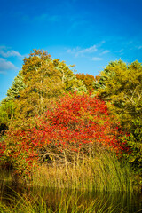 Fototapeta premium Bright autumn colors in the park by the lake.