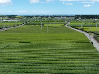三重県鈴鹿市にある茶畑の風景をドローンで空撮。