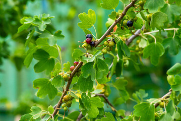 Blackcurrant-a natural fighter against diseases. The tassels of this plant are a great storehouse of vitamins and other health-promoting substances. At the same time, they are a rich source of energy.