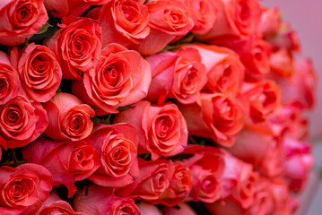 Bouquet of burgundy roses, flower buds as a background. Natural red roses background. Color of the holiday. Gift to a woman. Deep red color.