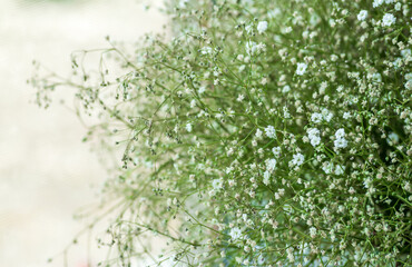 Obraz na płótnie Canvas Beautiful gypsophila flowers background, White flowers of gypsophila. blurred and fuzzy plant background . High quality photo