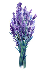 Bouquet of lavender, purple flowers on isolated white background. Watercolor botanical painting