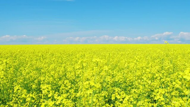 Rapeseed flowers close up. Bright yellow blooming rapeseed growing in agricultural fields. Sown fields rapeseed crop. Blooming canola field. Yellow flower blossom rapeseed canola agriculture field