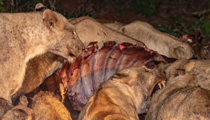 Lions eating an ungulate