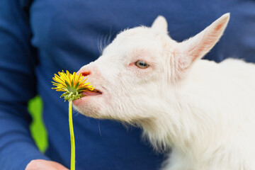 A small goat in the hands of a woman reaches for a dandelion