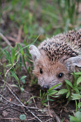 Young hedgehog in natural conditions in forest among grass.