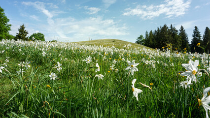 Landscape of blooming wild daffodil flowers field in Les Pleiades, Canton Vaud, Switzerland.