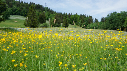 Obraz premium Meadow with wild flowers in Les Pleiades, Canton Vaud, Switzerland.