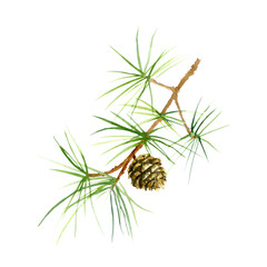 Fir tree branch with cone. Watercolor illustration isolated on a white background