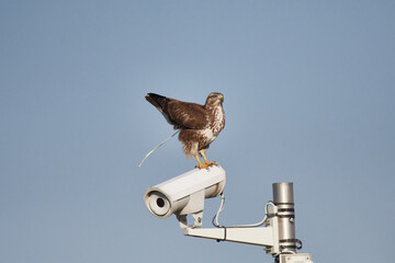 Mäusebussard sitzt auf einer Überwachungskamera © Karin Jähne