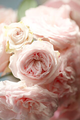 淡いピンクのふわふわな薔薇