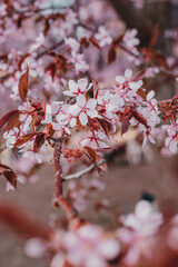 cherry blossom