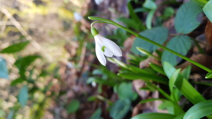 snowdrop in the snow