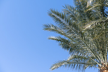 Obraz na płótnie Canvas Palm trees against blue sky, Palm trees at tropical coast, coconut tree, summer tree
