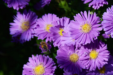 Blüten der Herbstaster	