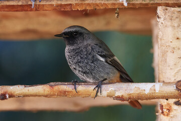 Junger männlicher Hausrotschwanz (Phoenicurus ochruros)	