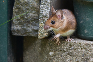 Gelbhalsmaus (Apodemus flavicollis)	