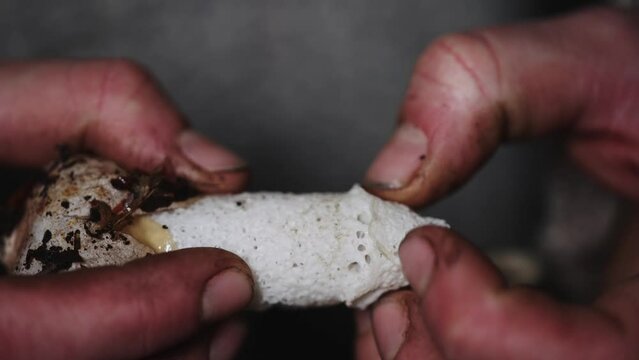 Closeup of hand holding a Phallus impudicus mushroom. Fingers pulling mushroom apart.