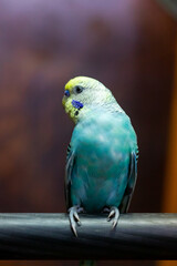 Budgerigar, babybule birds budgies a lovely bright blue color.